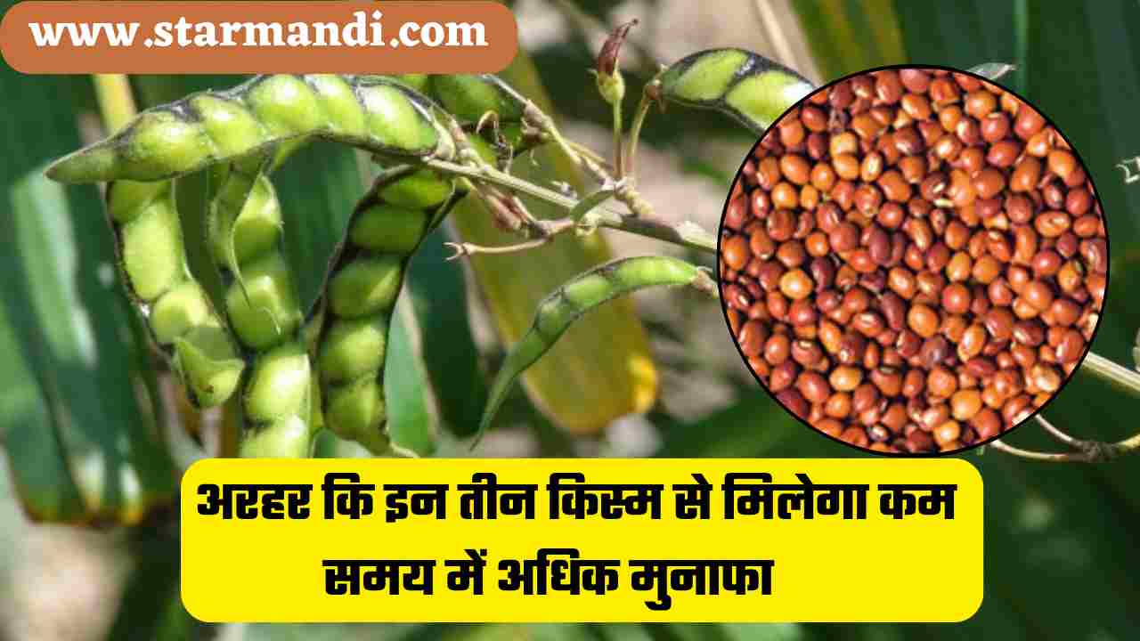 Arhar Ki Best Variety