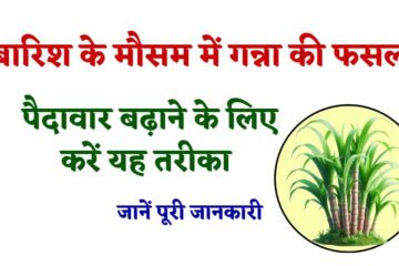 Ganna Ki Kheti 2024 | बारिश के इस मौसम में करने की फसल में पैदावार बढ़ाने के लिए अपना यह तरीका, जानें पूरी जानकारी 