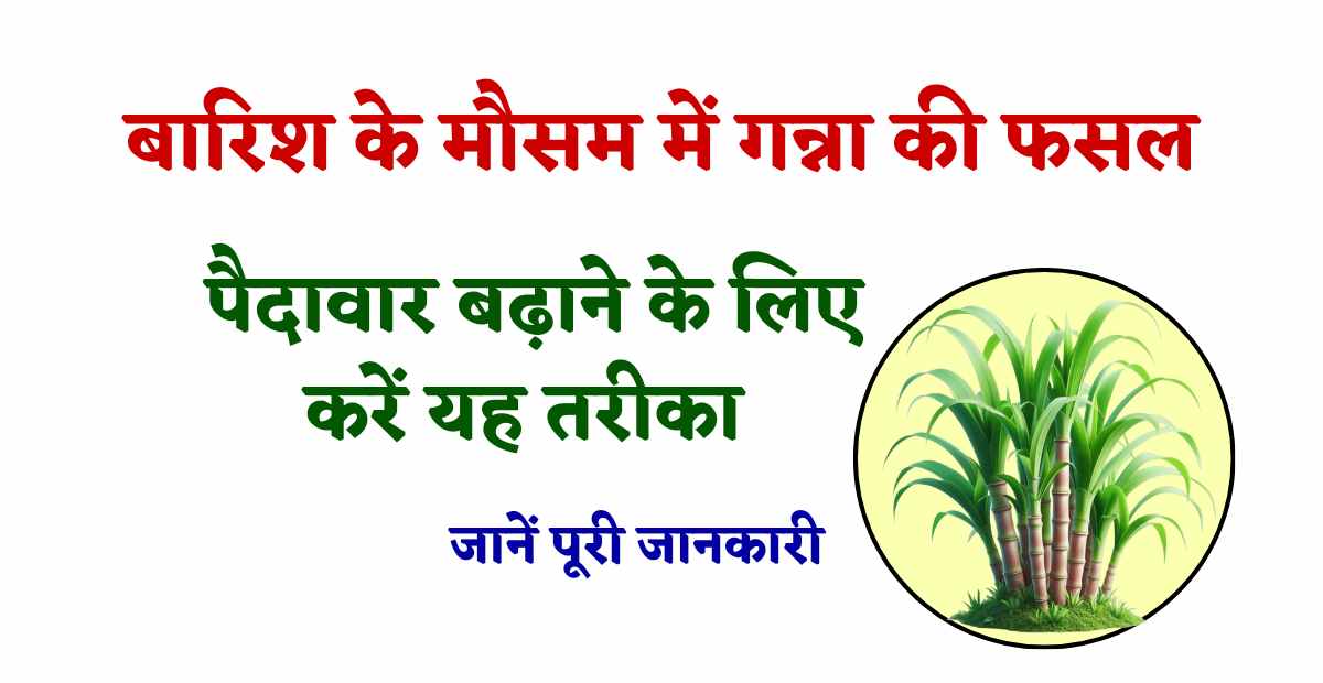 Ganna Ki Kheti 2024 | बारिश के इस मौसम में करने की फसल में पैदावार बढ़ाने के लिए अपना यह तरीका, जानें पूरी जानकारी 