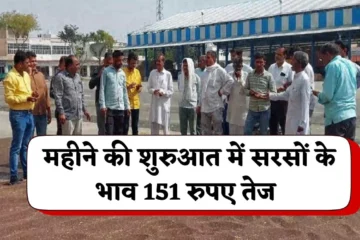 Sarso Mandi Bhav: महीने की शुरुआत में सरसों के भाव में तेजी जारी, जानें आज के सरसों के ताजा भाव